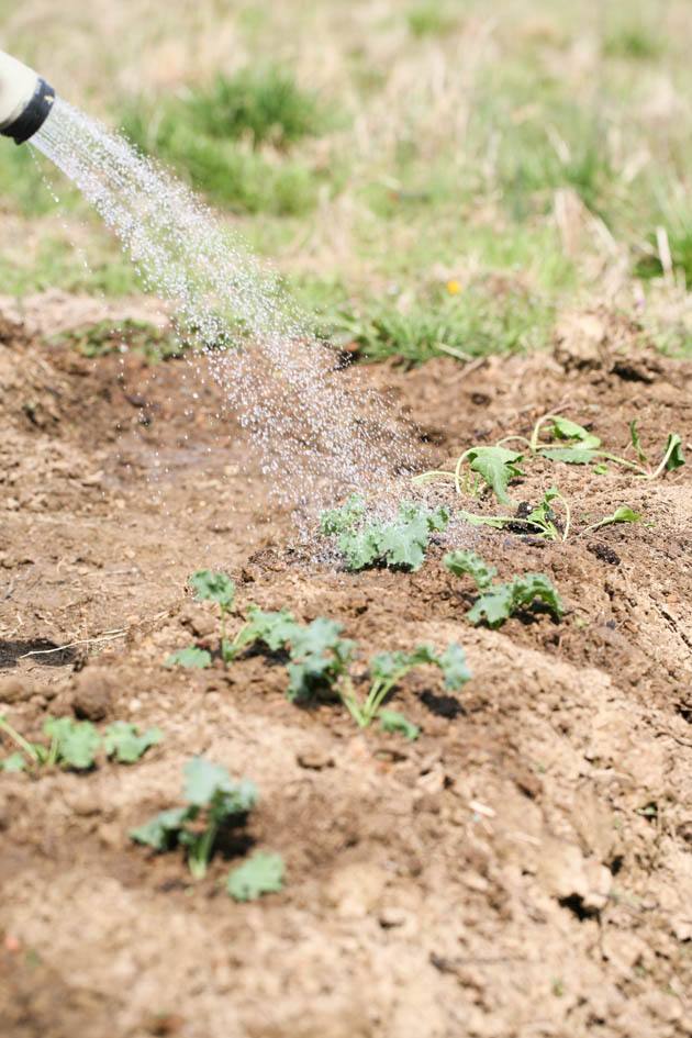 Watering seedlings.