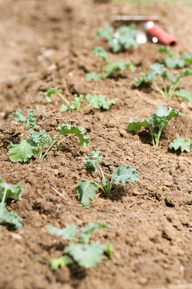 A row of planted seedlings.