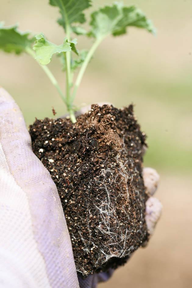 A seedling ready to be transplanted. 