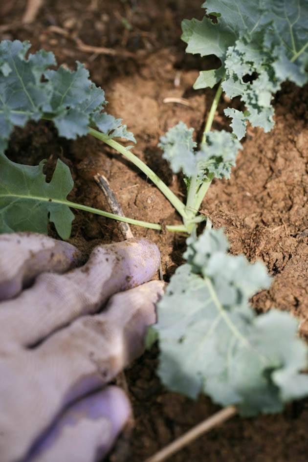 Pressing the soil around the seedling.