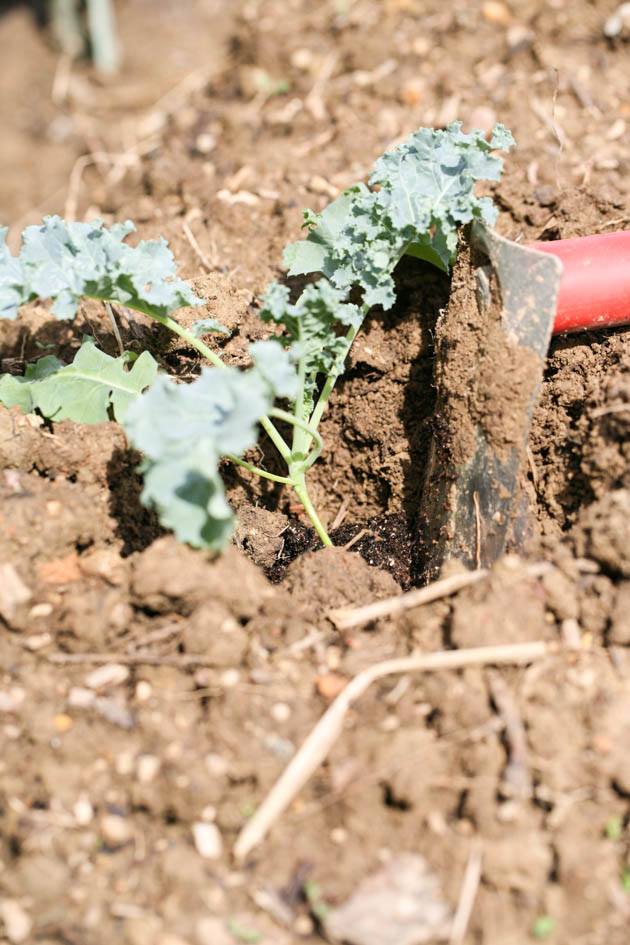 Setting the seedling in a hole.