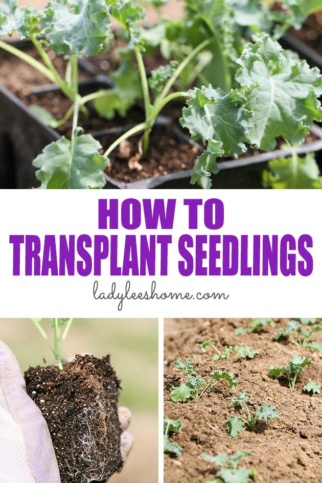 Let's learn how to transplant seedlings to the garden the right way so we don't lose the plants and so that they can get a healthy and strong start!
#transplanting #seedlings #seedstarting #vegetablegardening