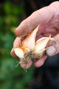 Growing Onions From Sets | Lady Lee's Home