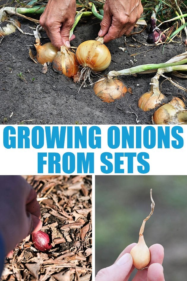 Growing onions from sets is very easy! Onions are a great storage crop and are relatively simple to grow especially if you start from sets. Here is everything that you need to know...
#growingonions #onionsets #plantingonionsets #organicgardening