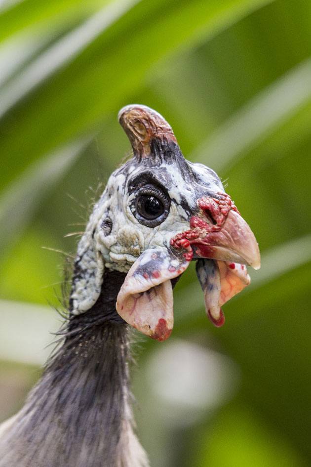 Guinea fowl head.