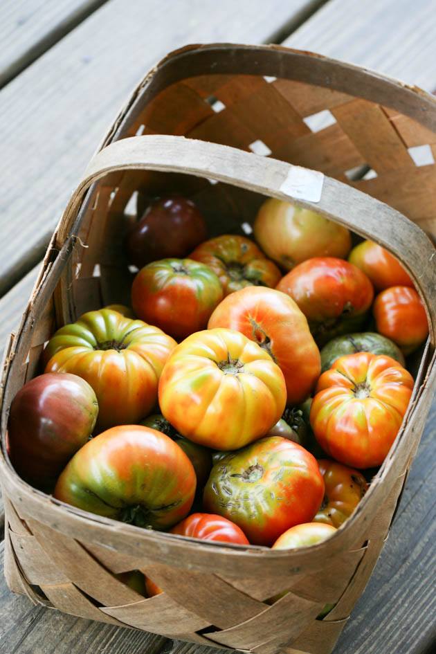 A basket of tomatoes from the garden.