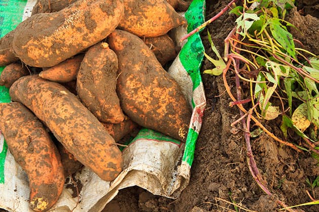 Harvesting sweet potatoes.