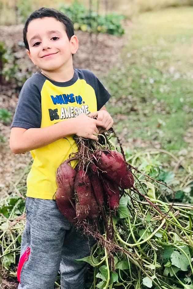 Planting Sweet Potatoes in a Cardboard Box