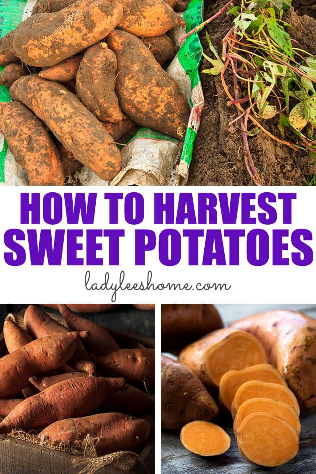 How to Harvest Sweet Potatoes - Lady Lee's Home