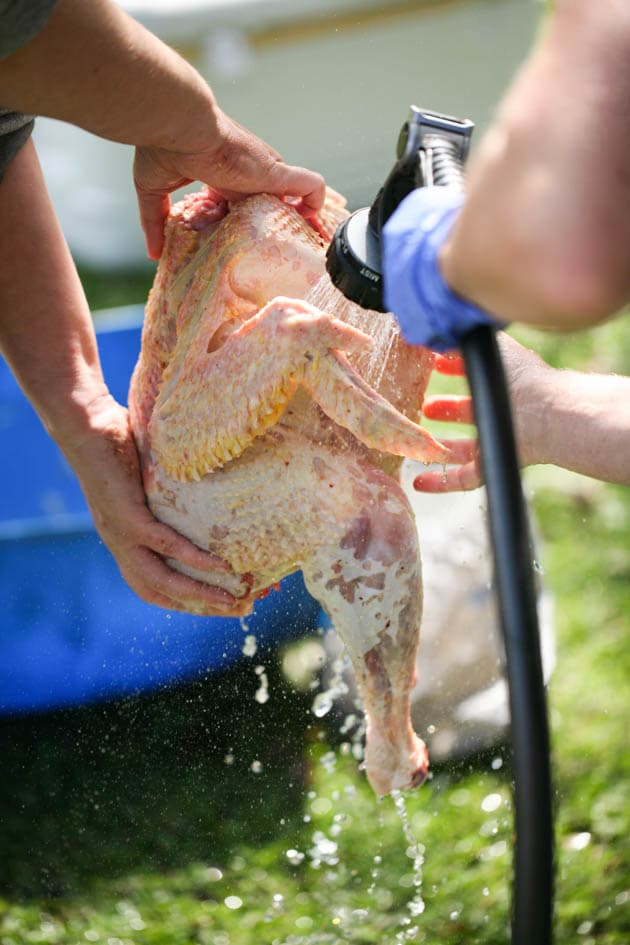 Washing the turkey.