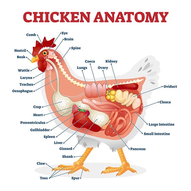 A look at the anatomy of a chicken which is similar to a duck's.