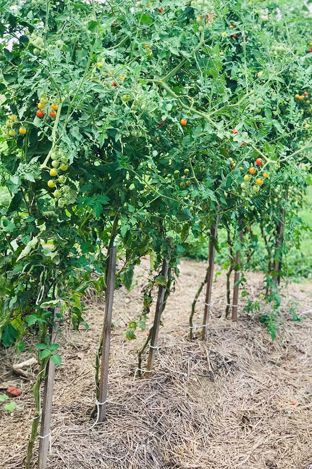 Pruning tomato plants. 