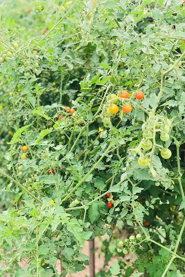 Close view of Matt's Wild tomatoes on the vine. 