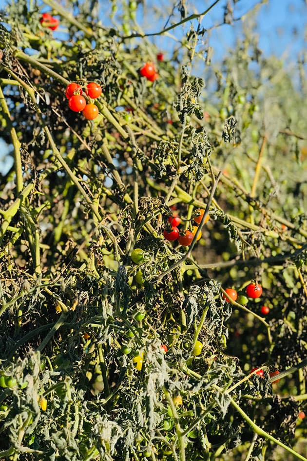 Matt's Wild tomato plants with some frost damage. 