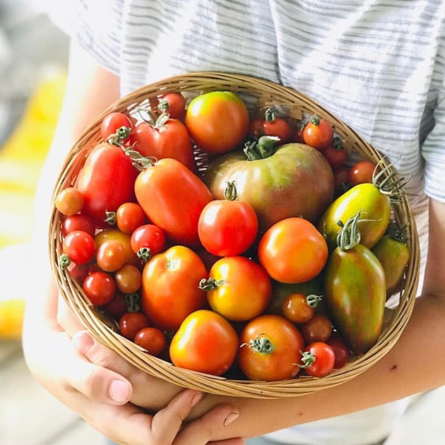 A basket with different kinds of tomatoes.