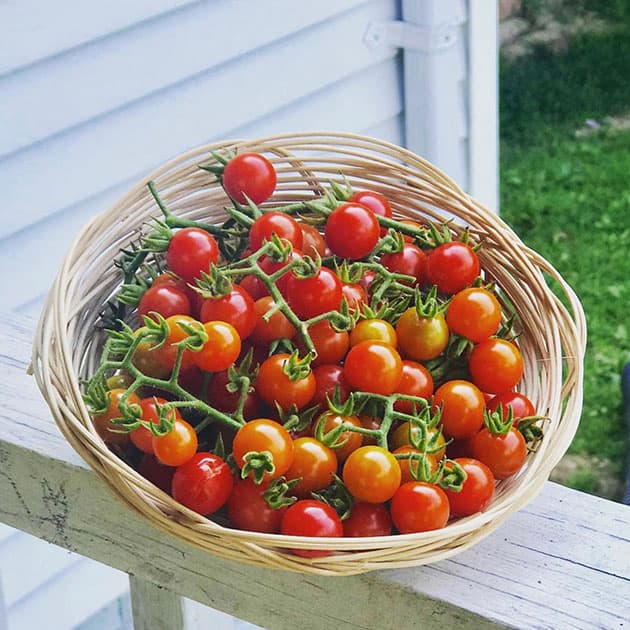 A basket of Matt's Wild tomatoes.