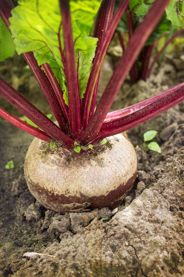 Beet growing in the garden.