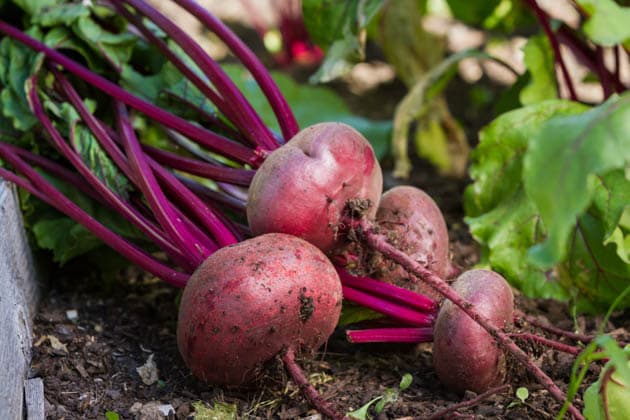 Freshly picked beets.