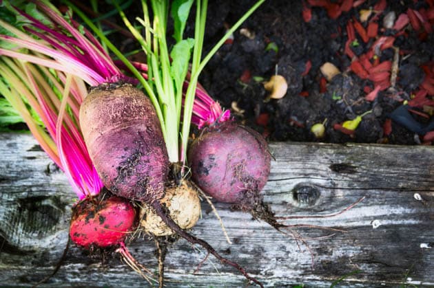 Different varieties of beets.