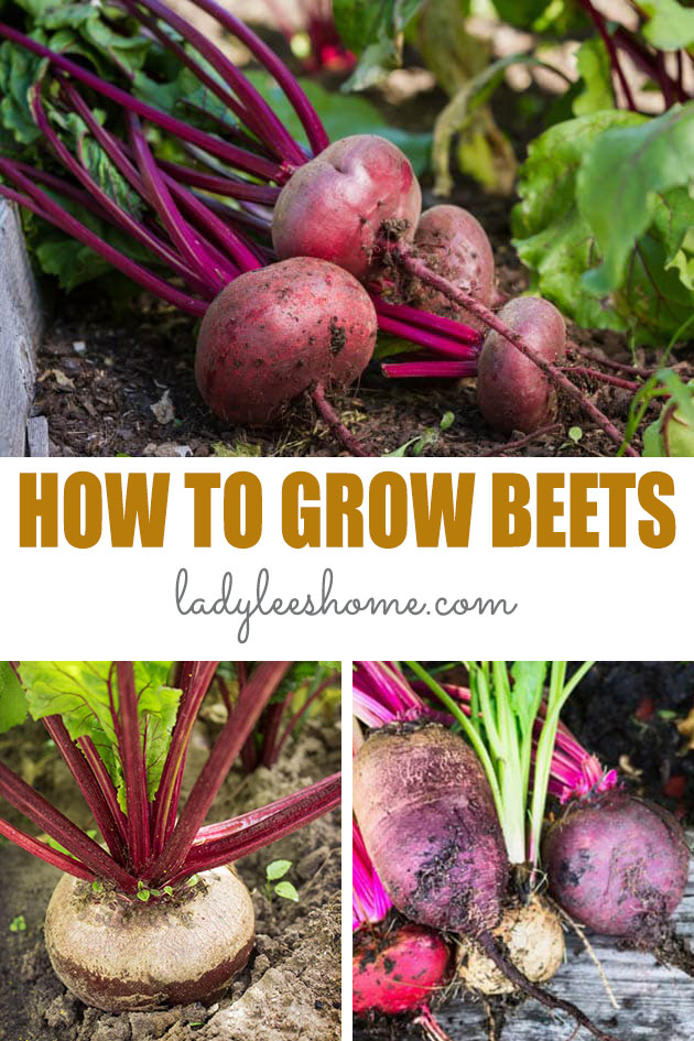 Learn how to grow beets in the home garden. Find all the information that you need in order to grow perfect beets every time!