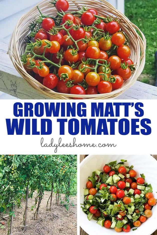 Matt's Wild cherry tomatoes are tiny, marble-size tomatoes that are relatively easy to grow. The plants produce a ton of tomatoes that ate bright red and full of flavor. In this post, you'll learn everything about growing Matt's Wild tomatoes. 