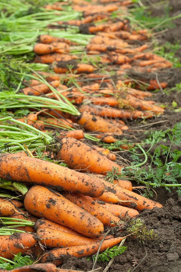 The Complete Guide to Growing Carrots