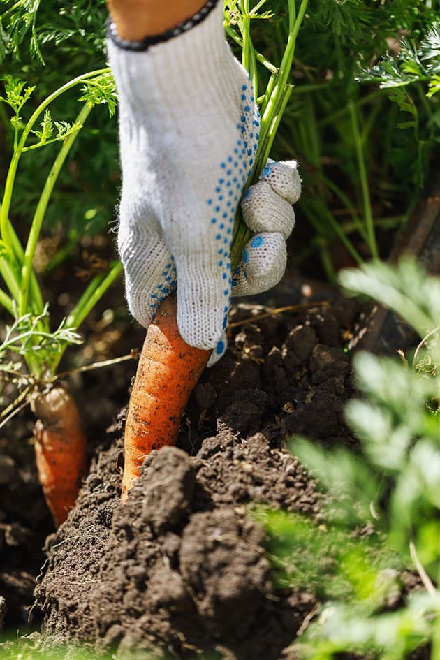 Harvesting carrots from the garden.