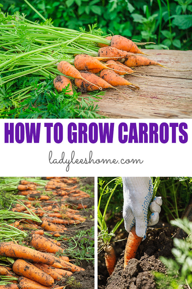 This is the complete guide to growing carrots. Everything that you need to know to grow amazing carrots in your garden every time!