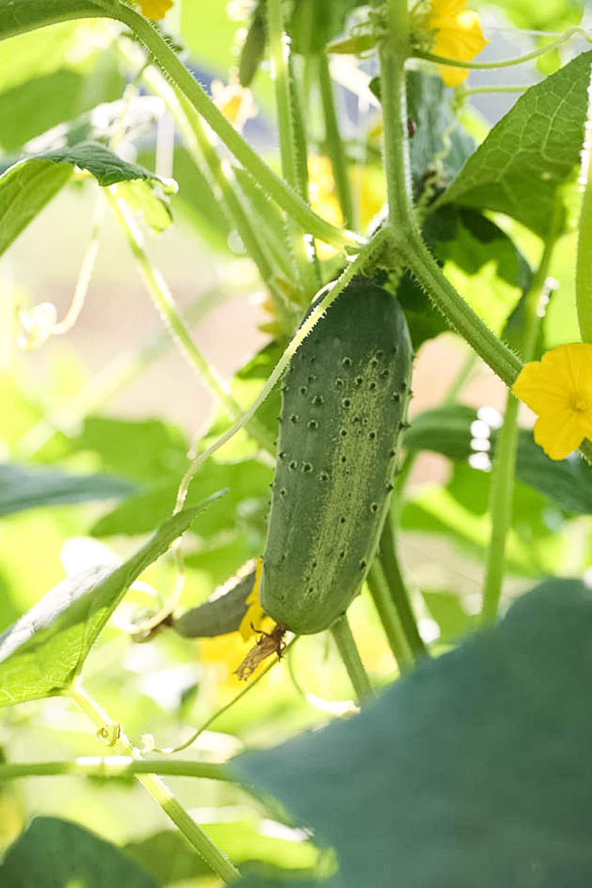 Pickling cucumbers in the garden.