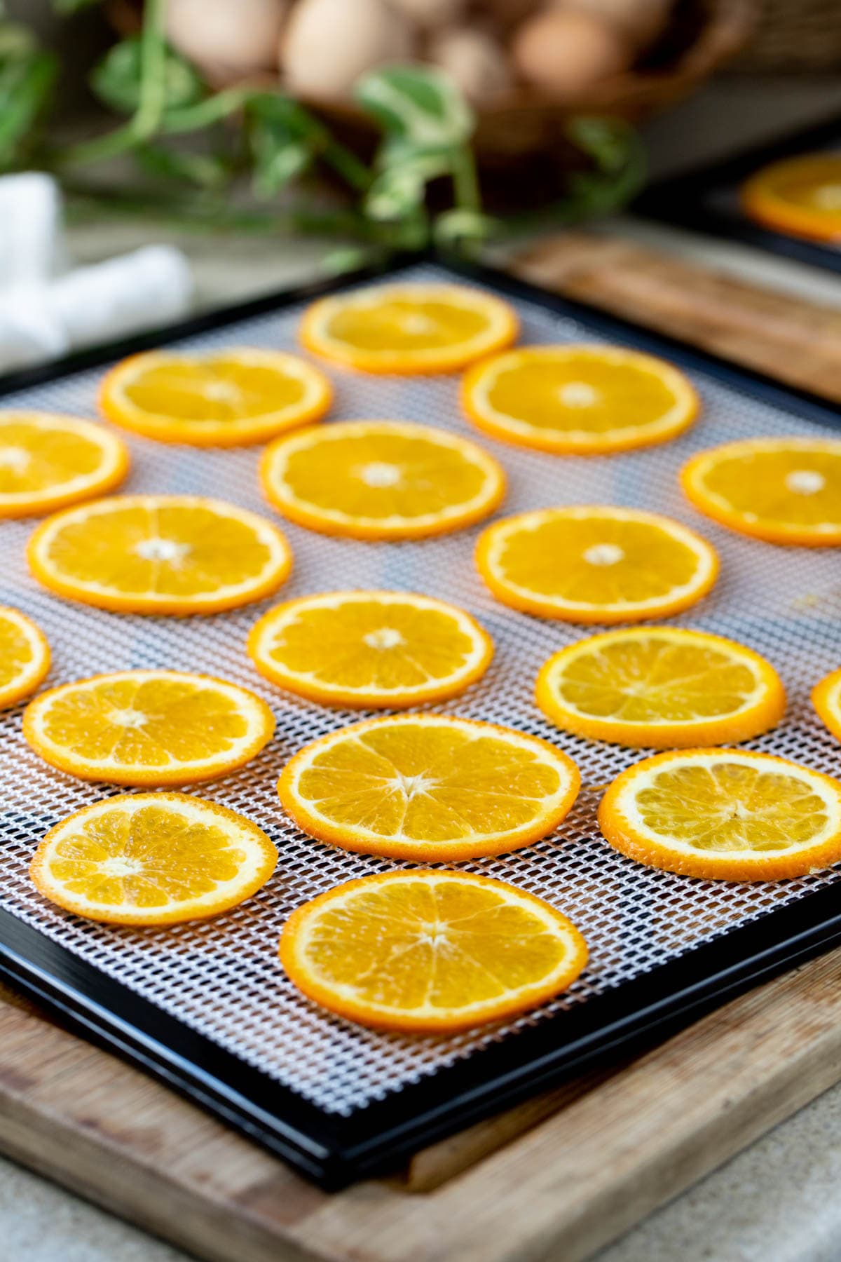 placing orange slices on the try of the dehydrator. 