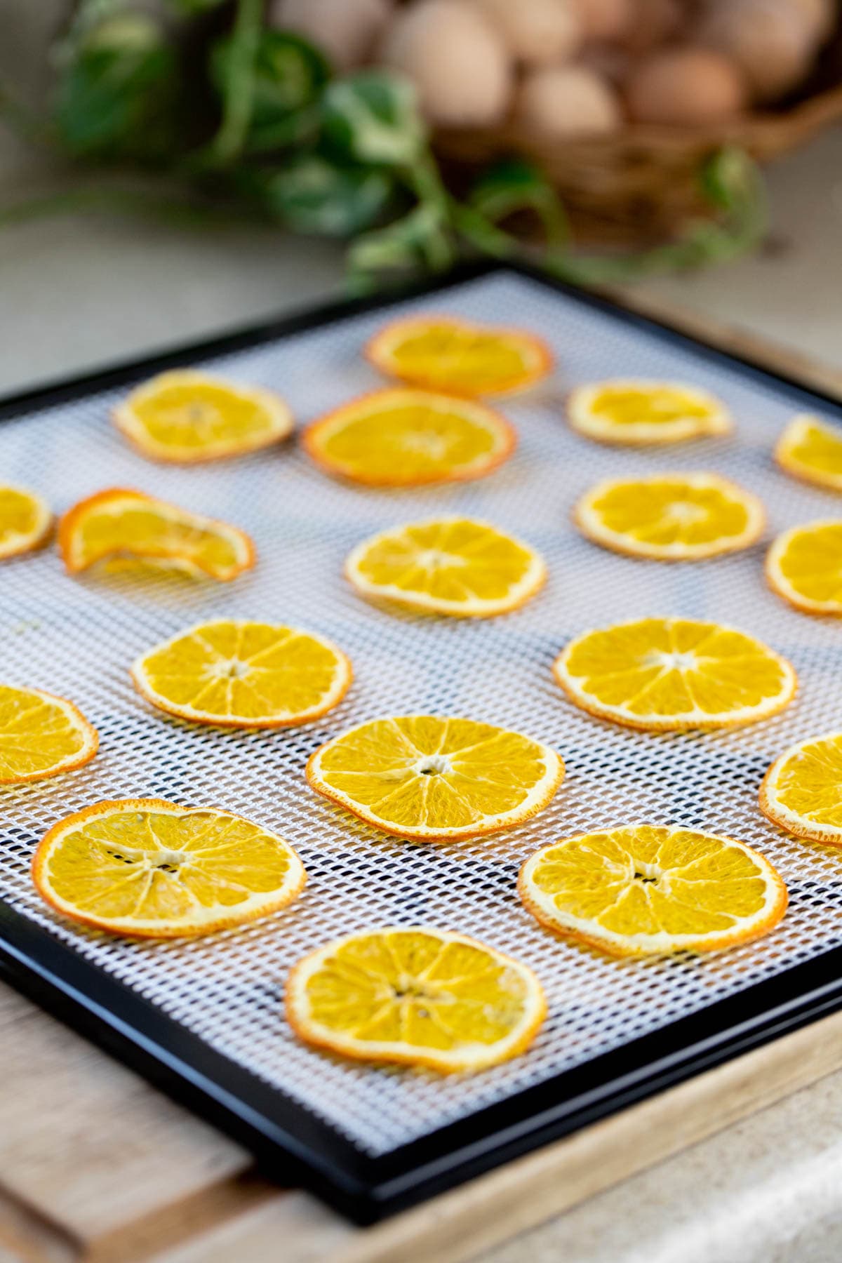 orange slices after drying in the dehydrator