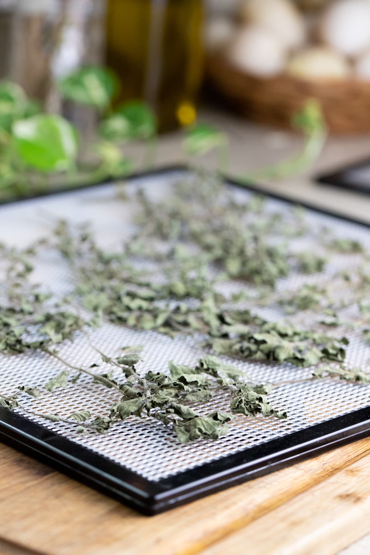 dry oregano on the try of the dehydrator