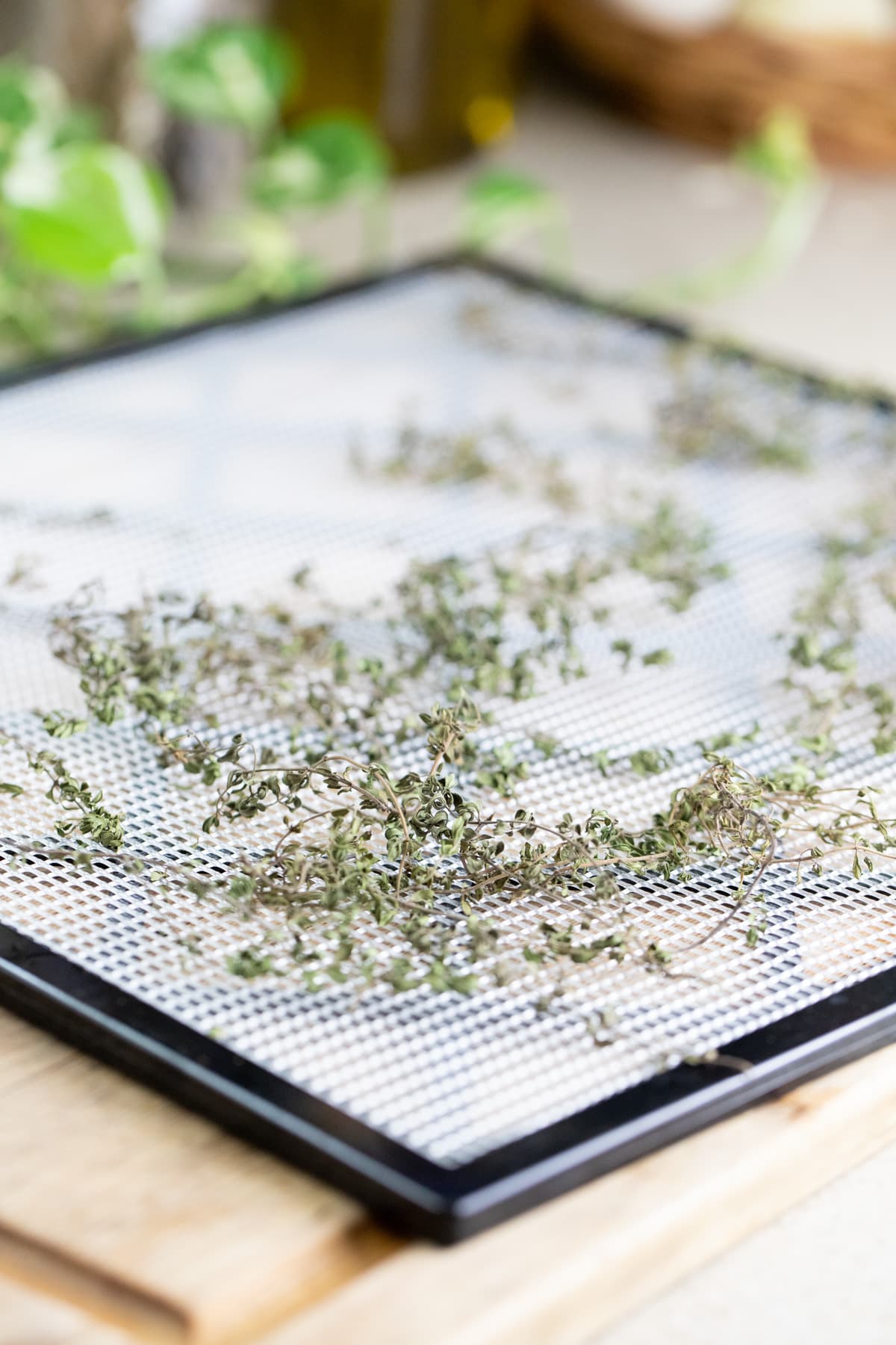 thyme after dehydrating in the dehydrator