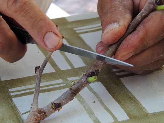 cutting the bark above and under the bug