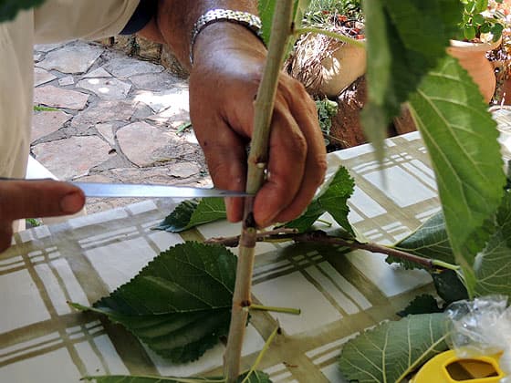 marking the bud on tree B