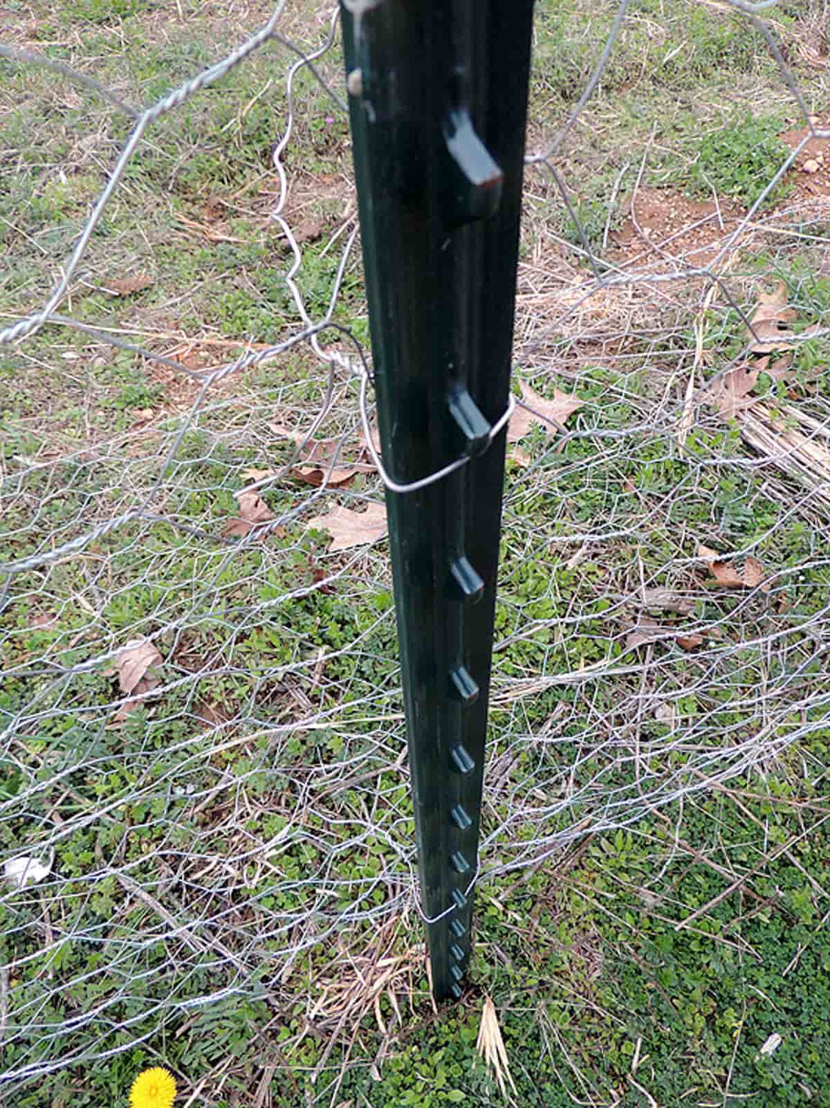 attaching the wire fence to the posts