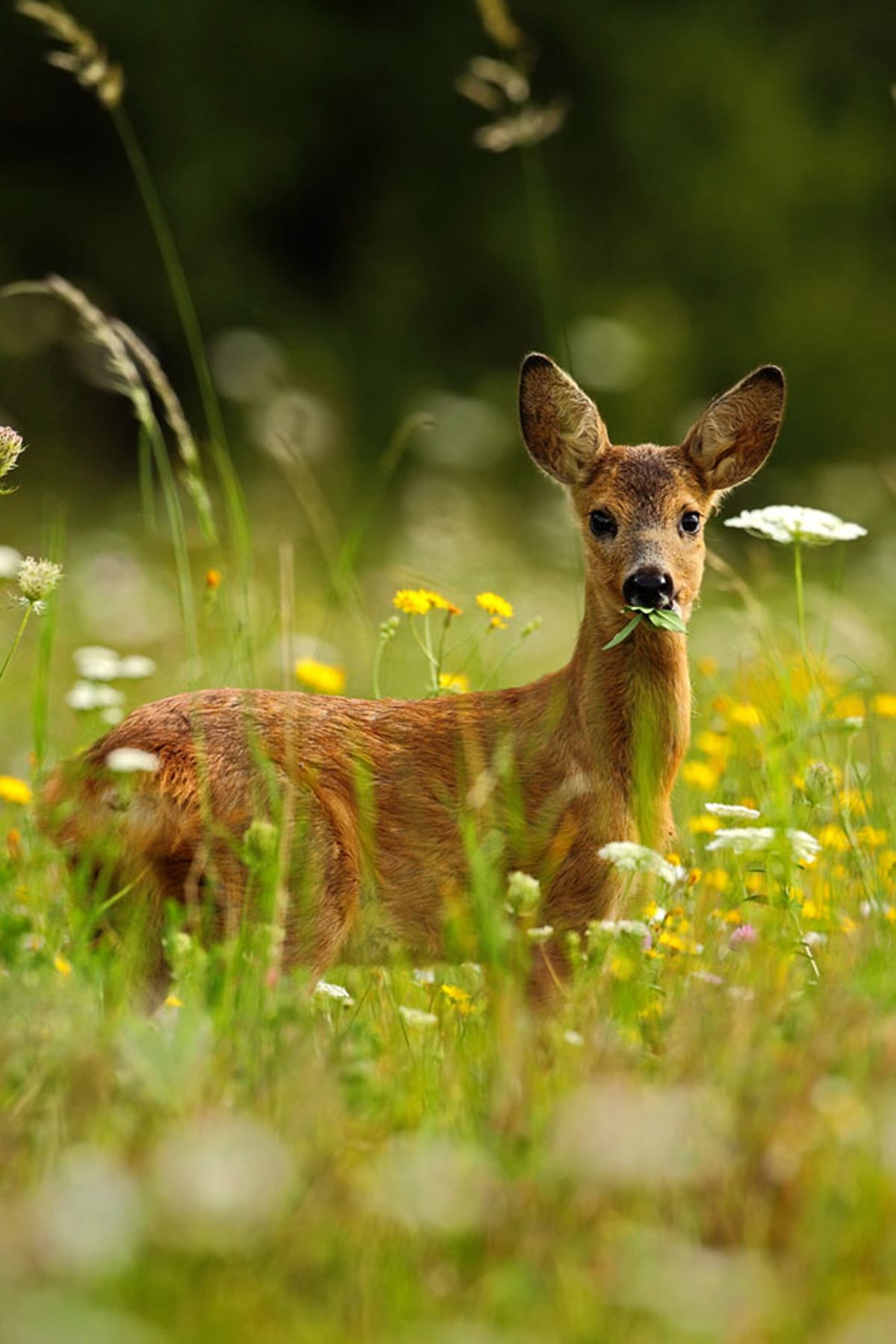 Dog and deer running along outlet fence