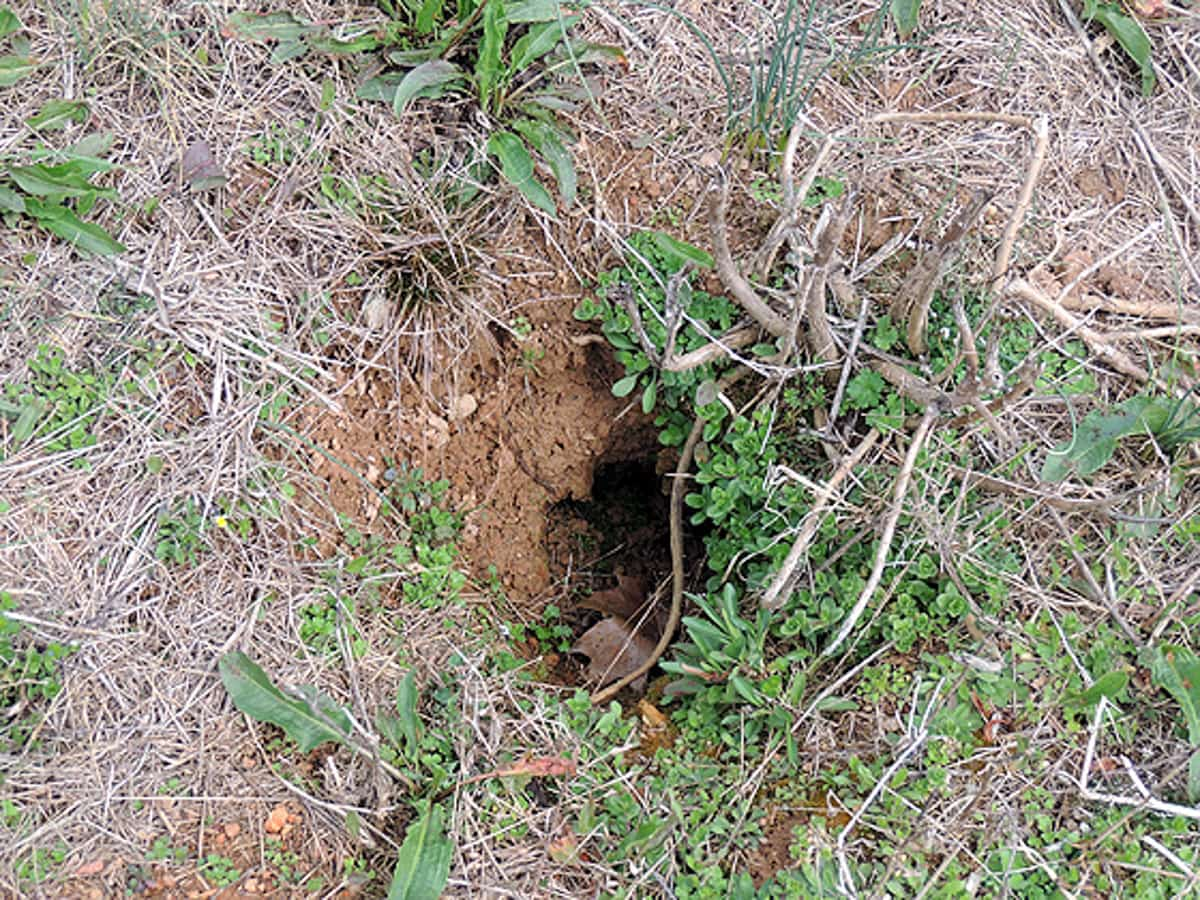 a groundhog hole