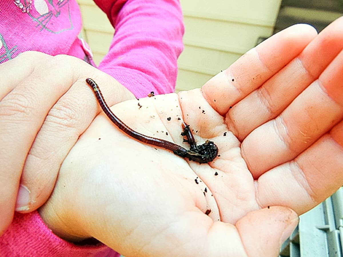 my kids hold a red worm