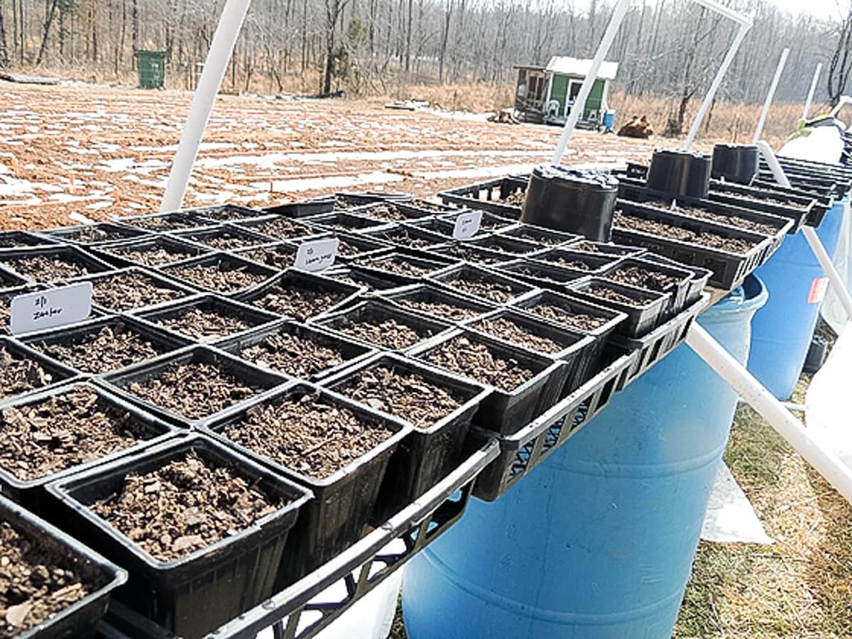 ice on the greenhouse