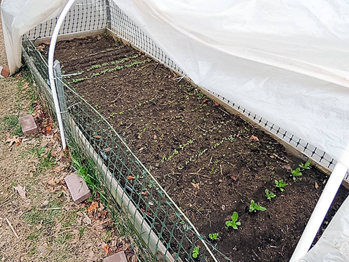 seedlings under the covered bed