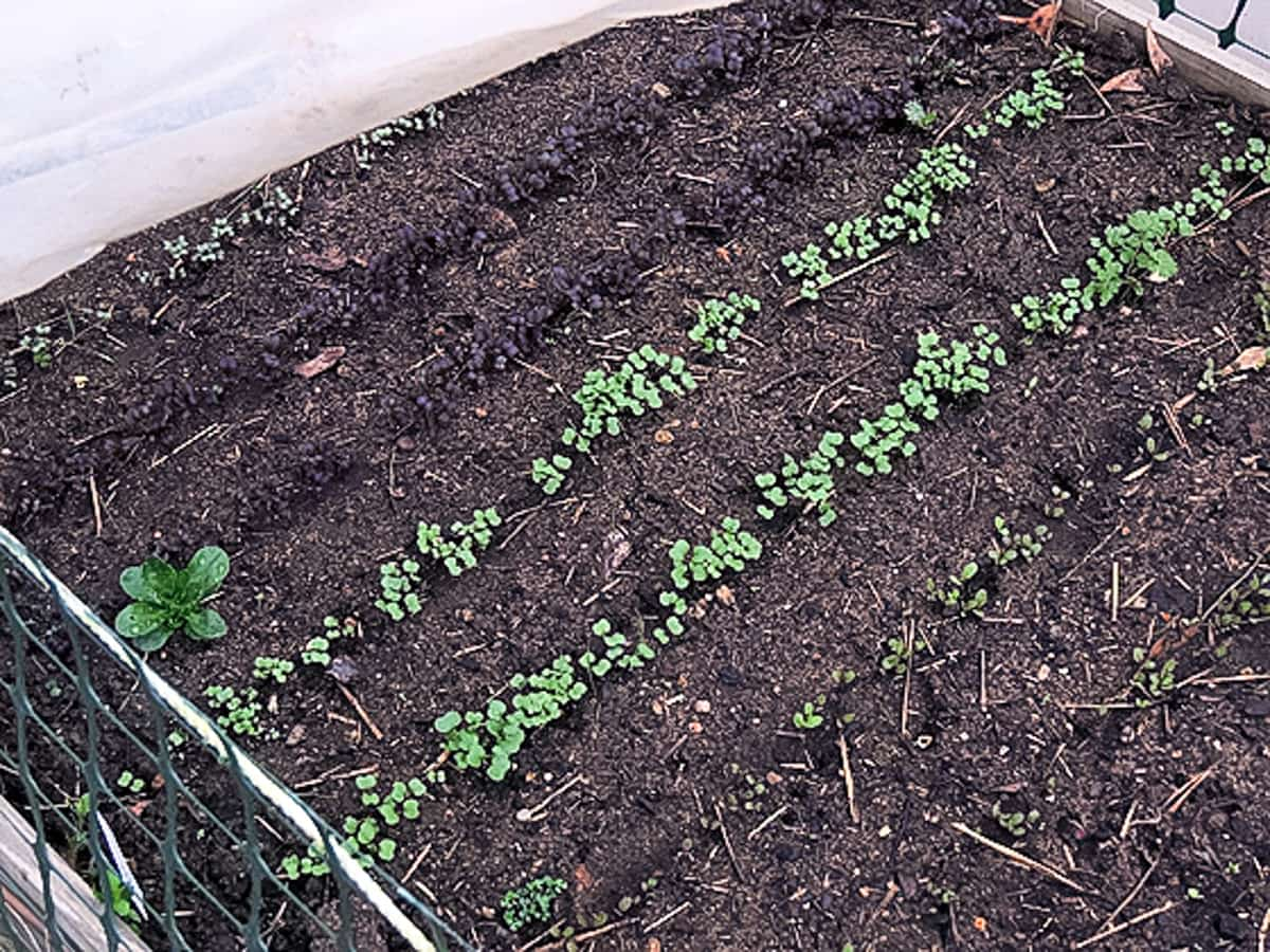 sprouting seedlings