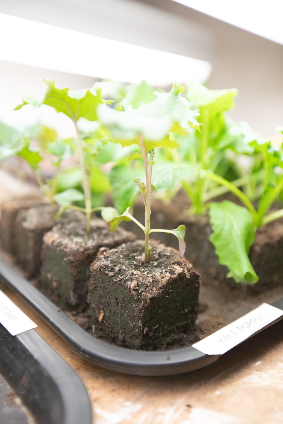 young plants in soil blocks