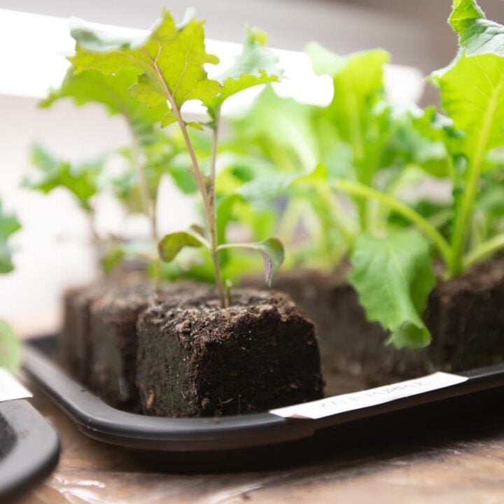 Soil Block Recipe (and How-To)