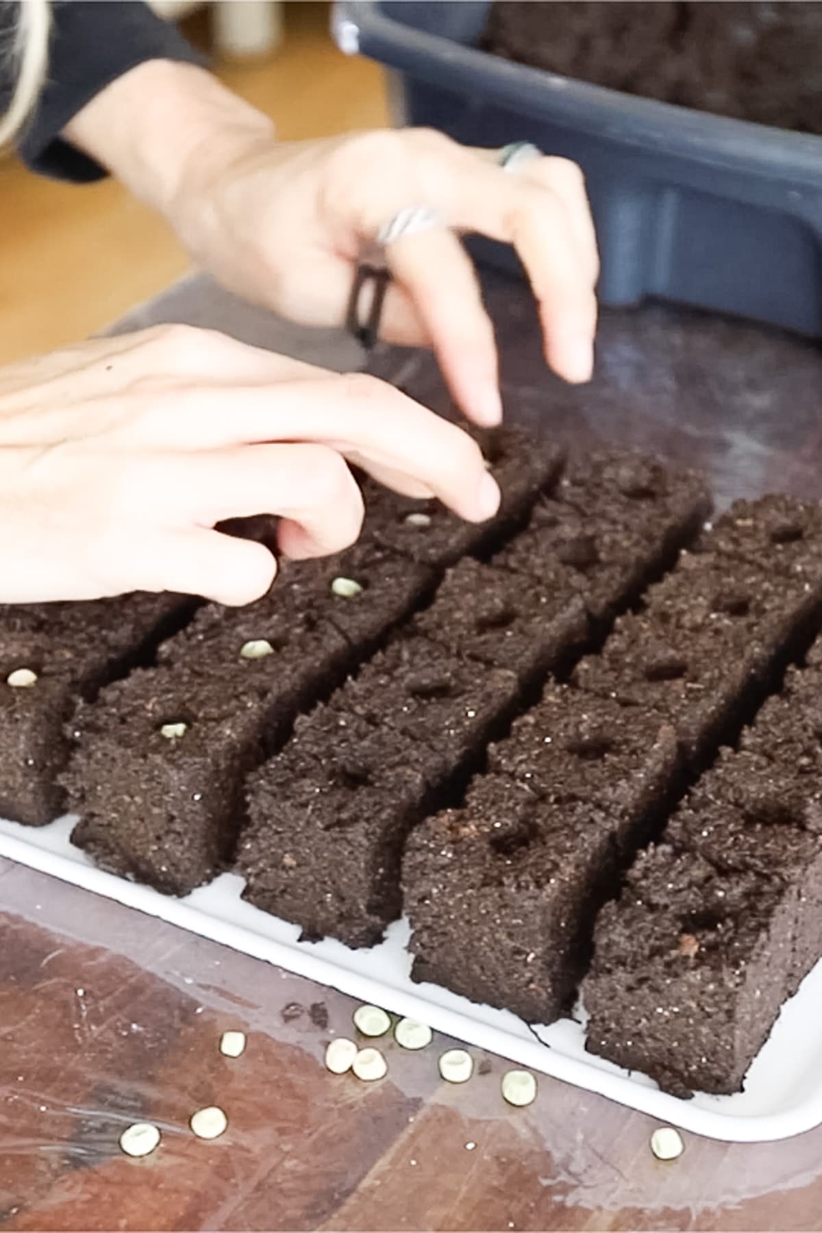 planting seeds in soil blocks