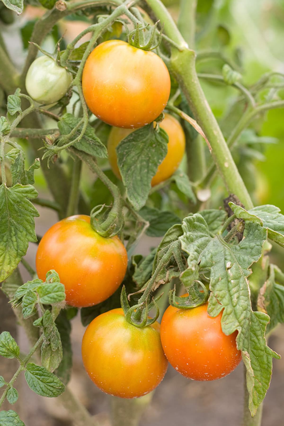 tomatoes on the vine starting to turn