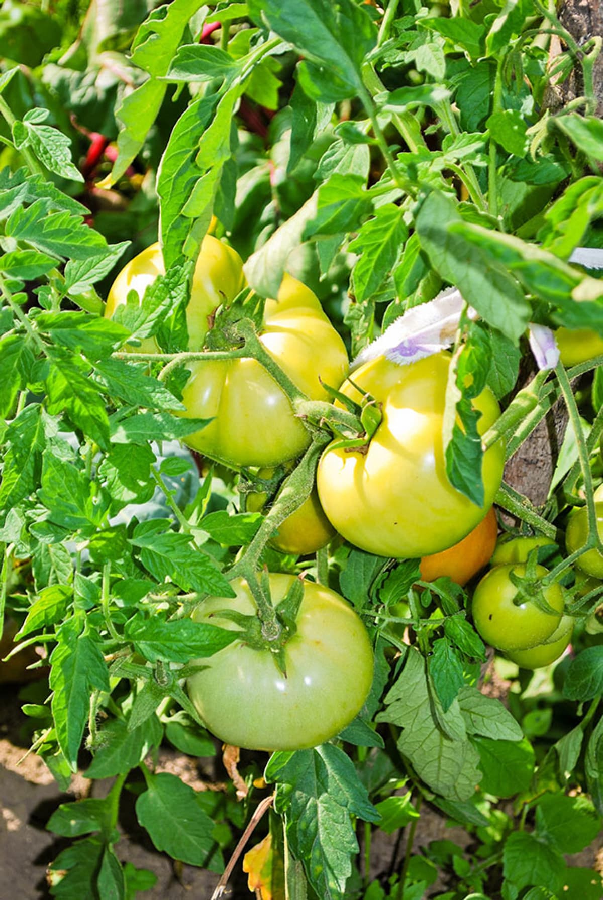 green tomatoes on the vine