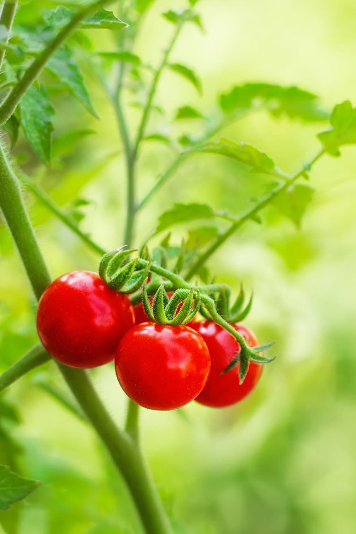 ripe red tomatoes