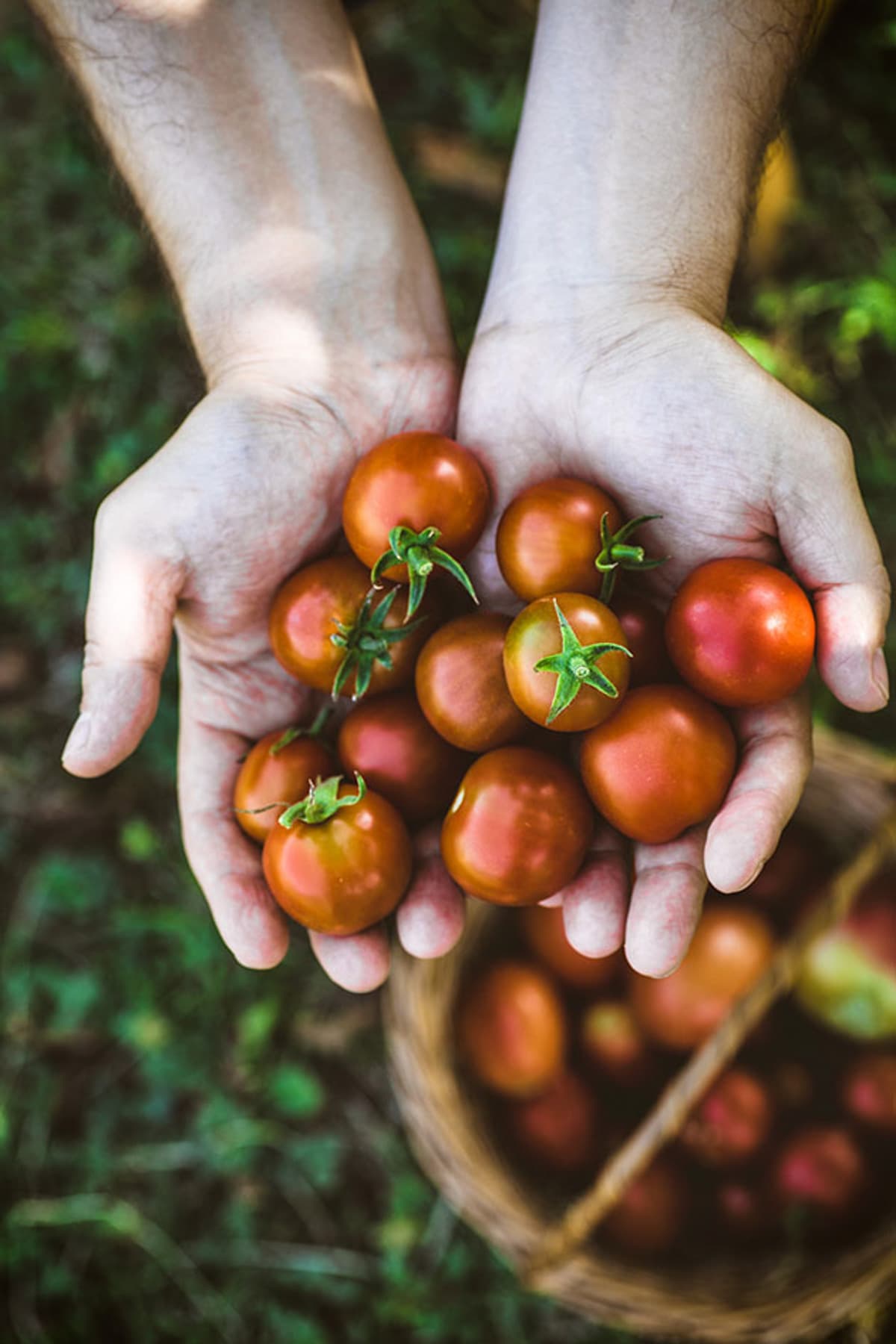 picking cherry tomatoes