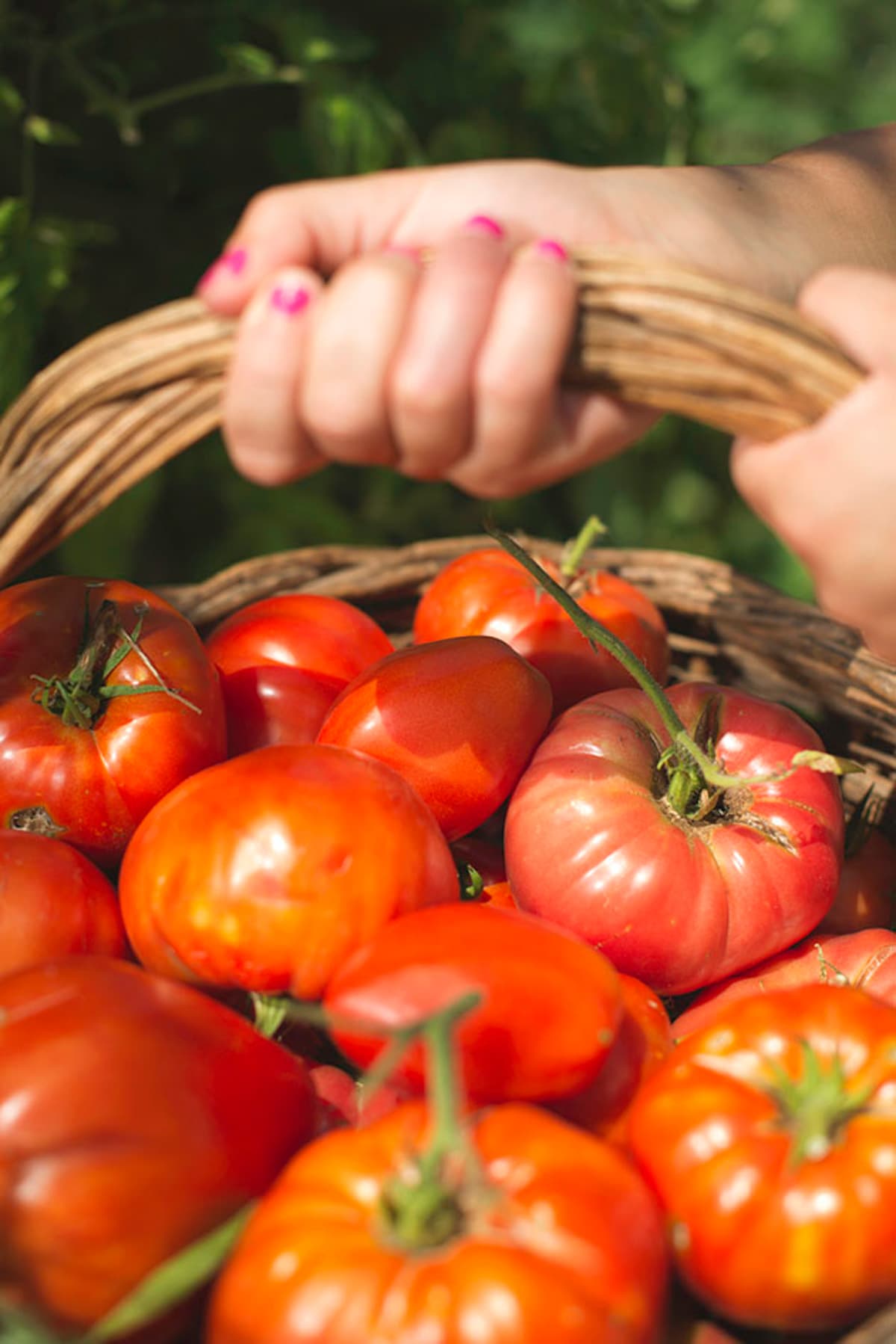 ripe red large tomatoes in a basket